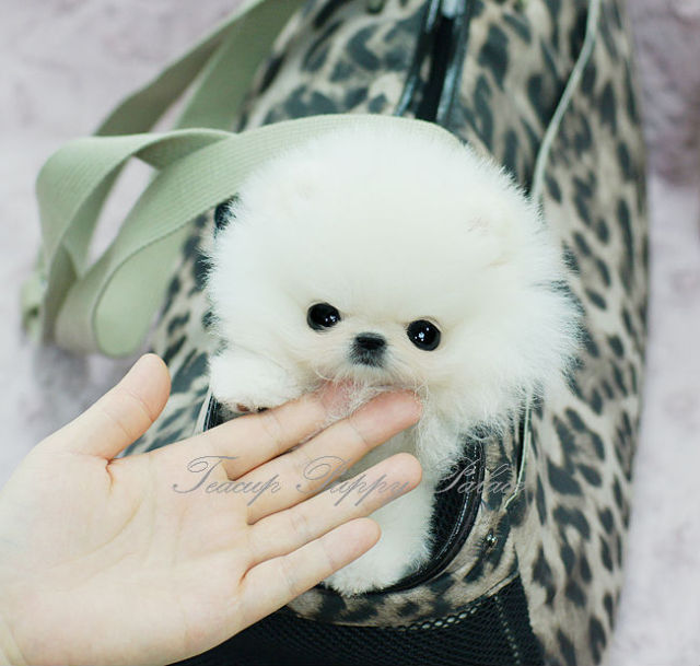 Teacup Puppy Palace — Precious Teacup Pomeranian Puppy