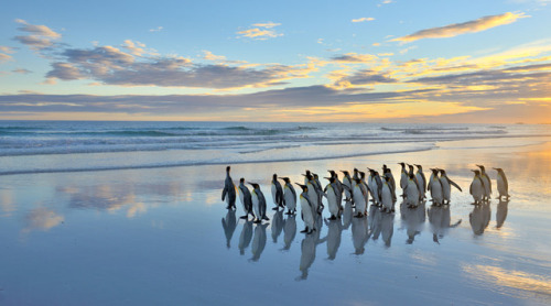 s-m0key:Volunteers in Falkland Islands.| By - Elmar Weiss