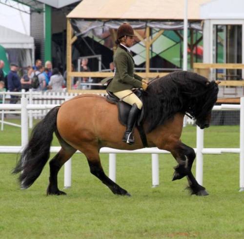 all-the-horses:Lochland Gypsy BaronWhitefield Prince Platinum...