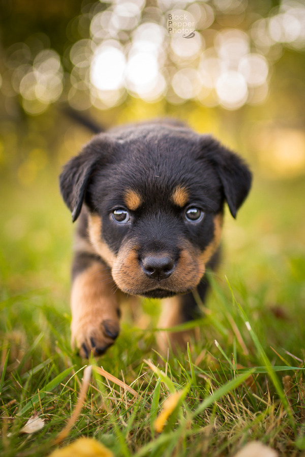 BlackPepperPhotos — ROTTWEILER PUPPIES! I love my hobby, esp. when I&hellip;