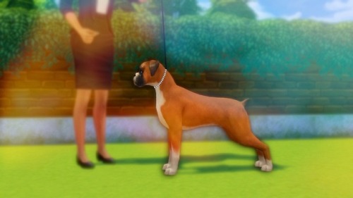 willowsims18