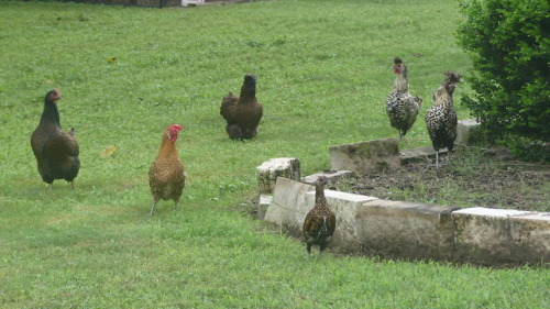 chickenkeeping:what are they looking at? make your guesses...