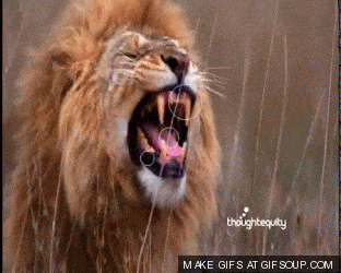 lion roar gif | Tumblr