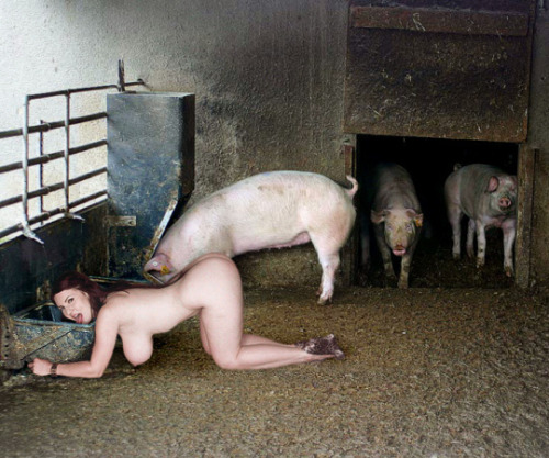 brownfucktoy:training-your-property:maddasher17:Where a pig...