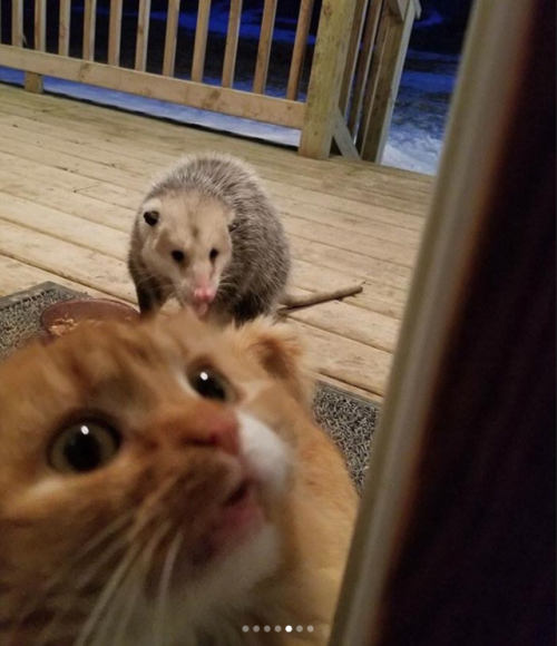 justcatposts:When an opossum steals your cat’s food…