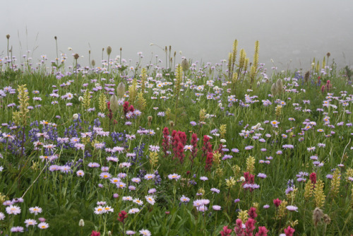 90377:Mt Rainier, Washington State by Filemon & Mickey