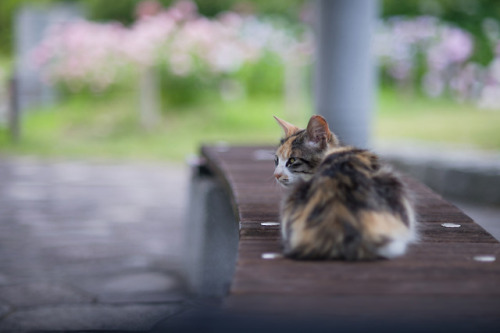 copal-sq:古いレンズで紫陽花撮るつもりがいつの間にやら猫だらけw