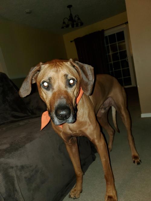 onlygooddogs