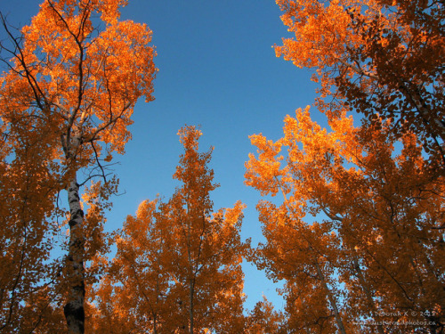 IFTTT Flickr canada autumn canons5 berriestreesplants landscape dustyroadphotos fall hinter