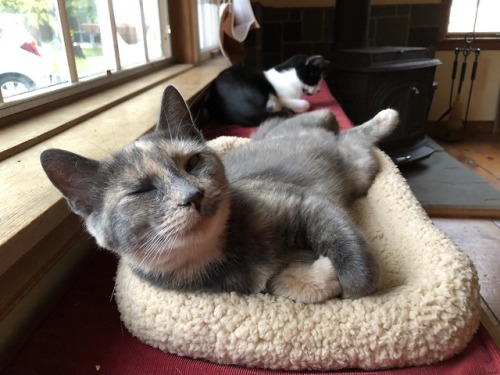 mostlycatsmostly:Darcy & Madison, sillin’(submitted by...