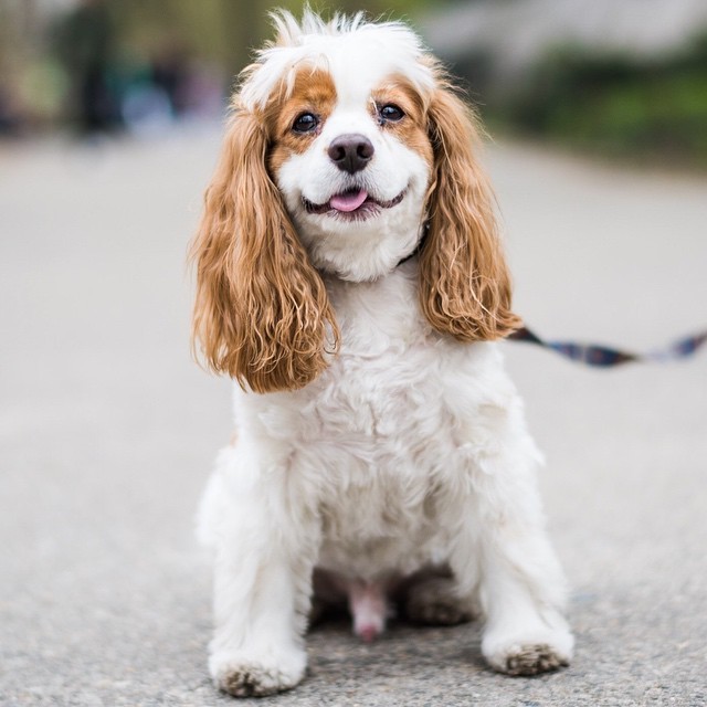 The Dogist Cooper Cockalier Cocker Spaniel Cavalier King