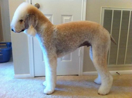 Poodle Haircut Tumblr