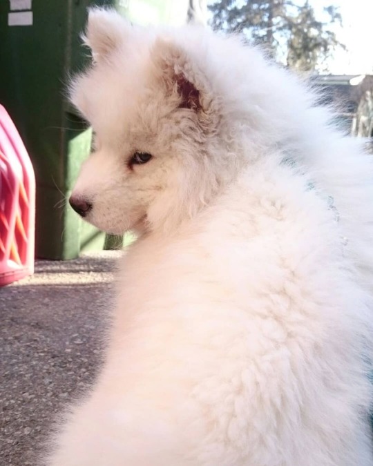 samoyed puppy on Tumblr