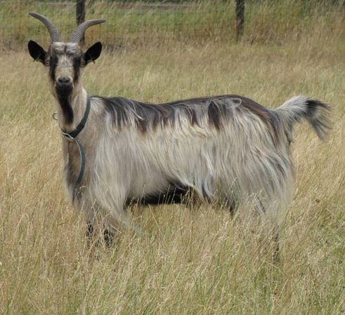 ainawgsd:The Dutch Landrace, also known as Nederlandse...