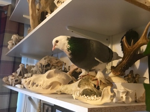 thegreenwolf:prettydeadstuff:Inspecting the collectionWhen I...