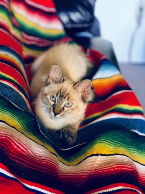 my cat Luna Petunia mine