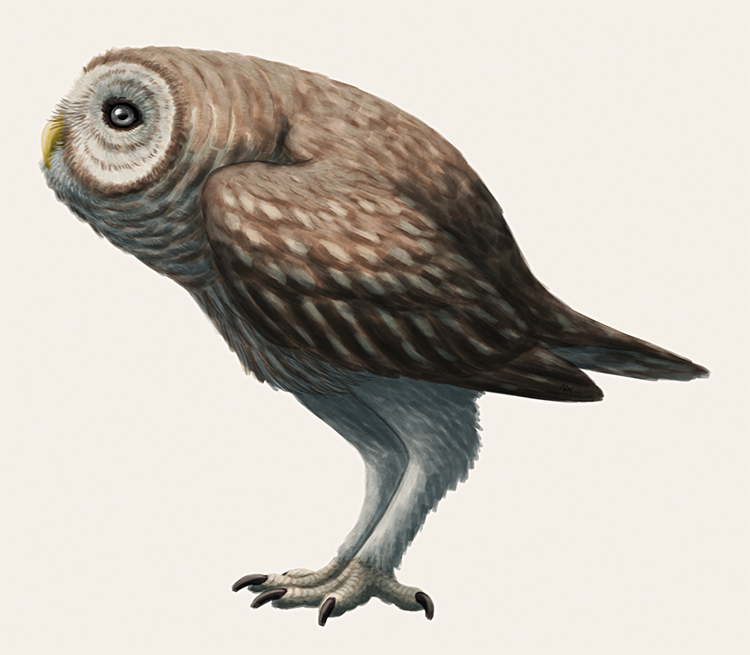 Nix Draws Stuff Ornimegalonyx A Giant Terrestrial Owl From The