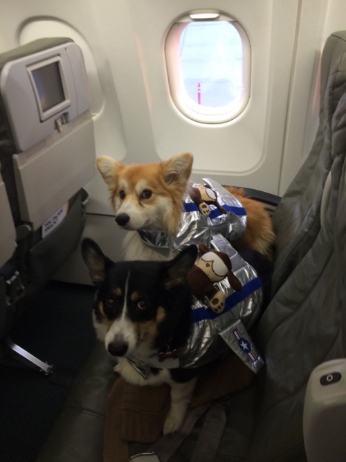 weight limit for dogs in airplane cabin