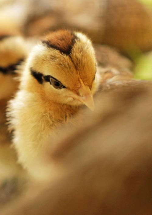 michaelnordeman:michaelnordeman:This family needed a home and...