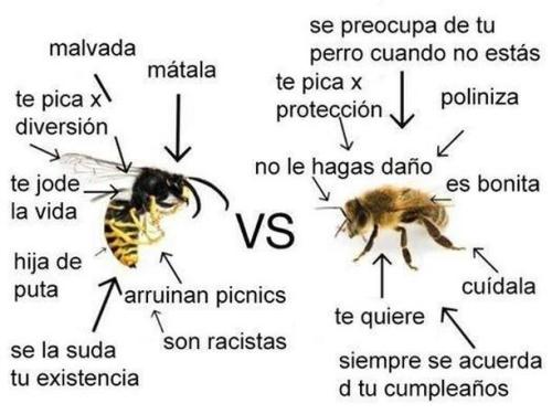 Avispas contra abejas