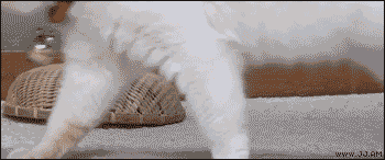 Cute cat gif