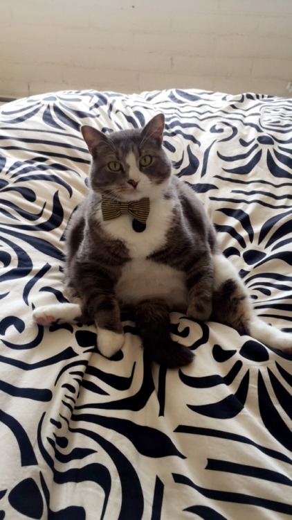 justcatposts:“I was told we’re having fancy feast.”Photos via...