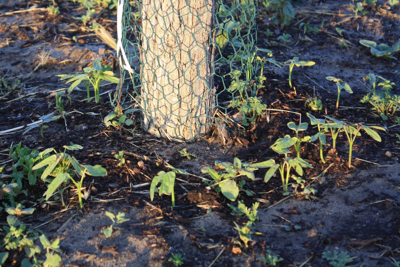 Photo of a tree trunk, wrapped loosely with chicken wire, surrounded by a distinct circle of identical sprouts