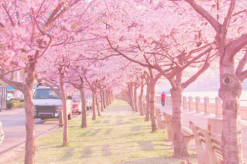 cherry blossom tree on Tumblr