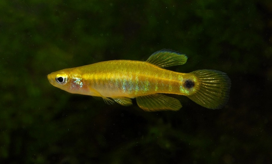 North American Native Fishtanks • yaybiotic: Pygmy Killifish ...