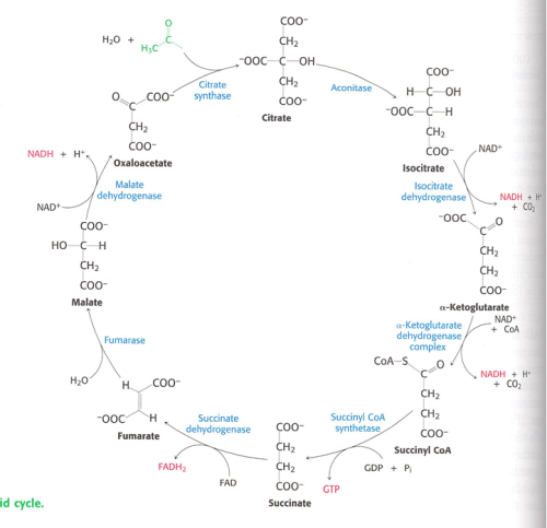 Krebs Cycle Tca Cycle Citric Acid Cycle