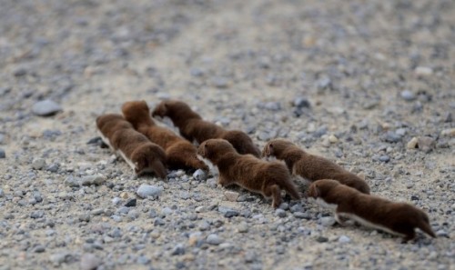 fatass-mcnotits:a group of weasels can be called a...