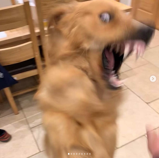 "Oh my dog don't bite" 😂 (@hugoandursula)
