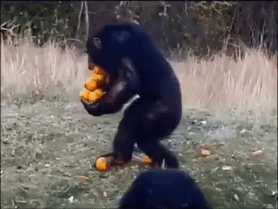 71 Best Monkey memes ideas  funny animals, animal gifs, cute animals