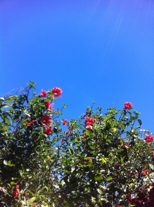 merloser:things r looking up, even the flowers