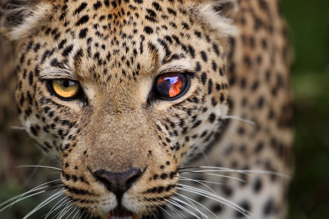 Top Shot Eye Of The Leopard Top Shot Features The Editors