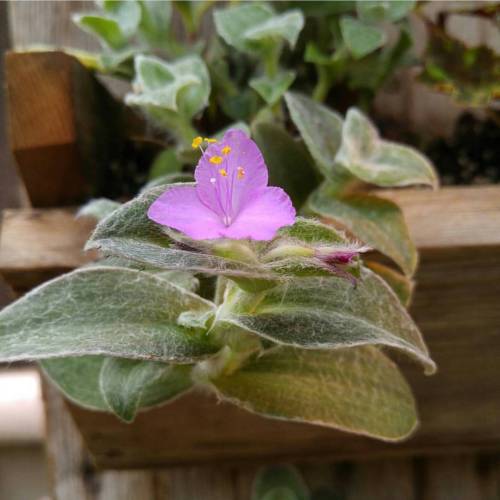 Tradescantia sillamontana is in the family Commelinaceae....