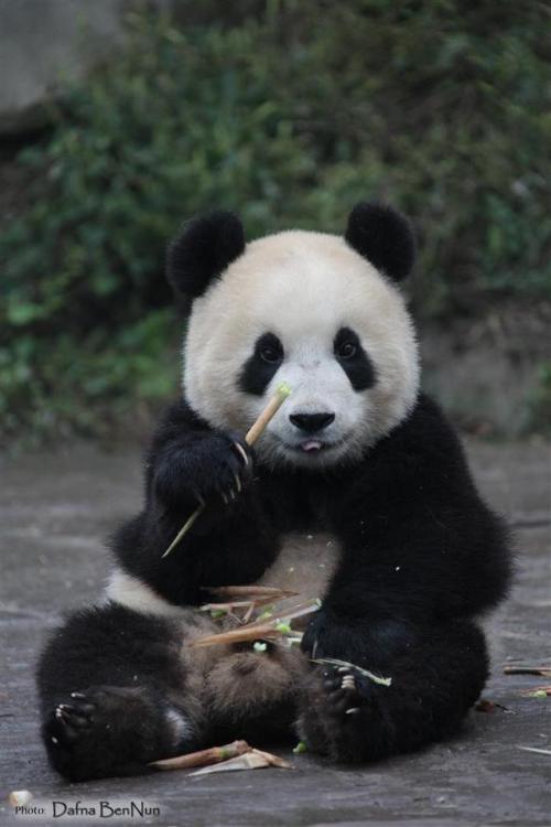 cute pandas on Tumblr