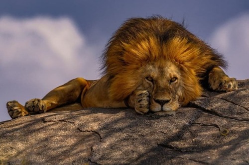 geographicwild:.Photography by © (Tim Bryan). Lion in...