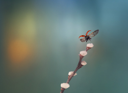 renamonkalou:Moments from the life of ladybirds | Crazy...