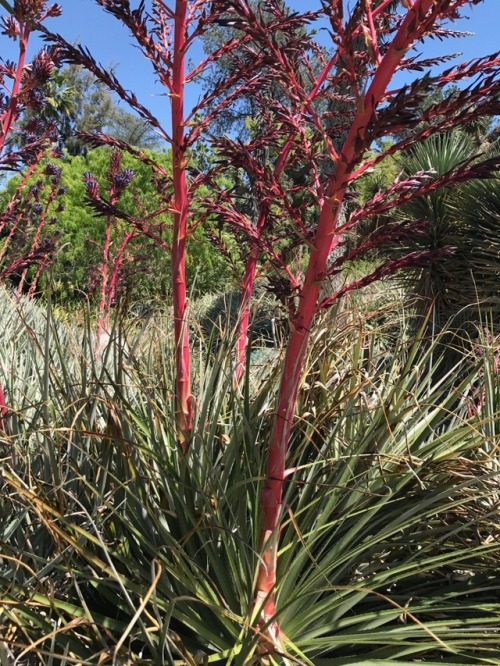 Some Chilean Puyas at the Huntington Desert Garden. San Marino,...