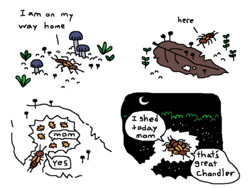 mossworm:earwig