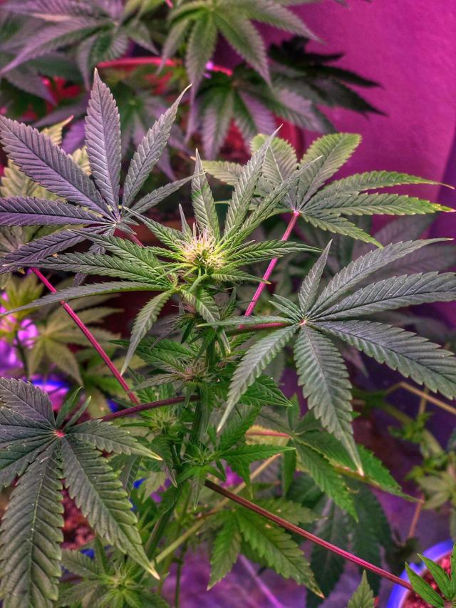 cannabis cures on Tumblr