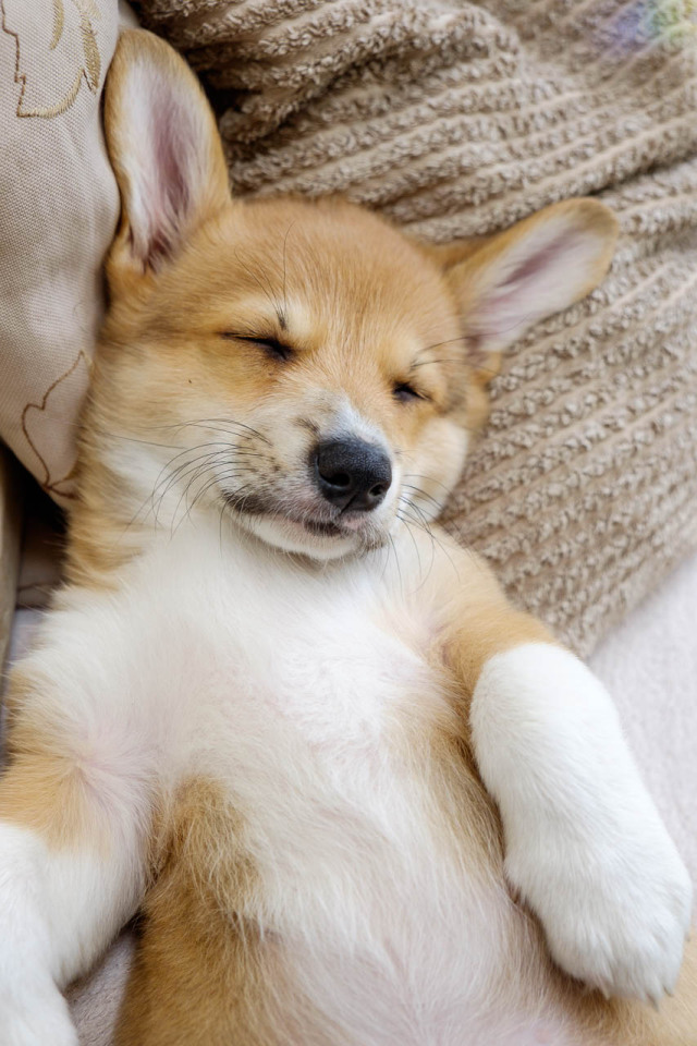 Yas Corgis — nellofoxford: Sleepy Nell. 9 Weeks old.