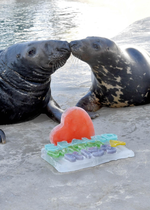 slushyseals