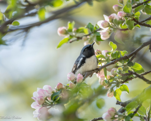 gardenofgod:A bird sitting in a tree is never afraid of the...