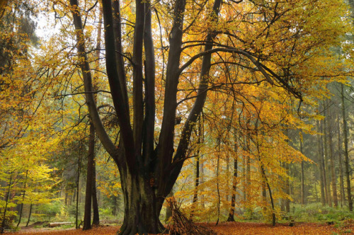 90377:Die Buchenhand - Herbst im Baccumer Wald; Lingen by...