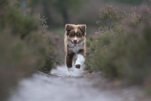 I’m a dog photographer and this beauty visted me today.