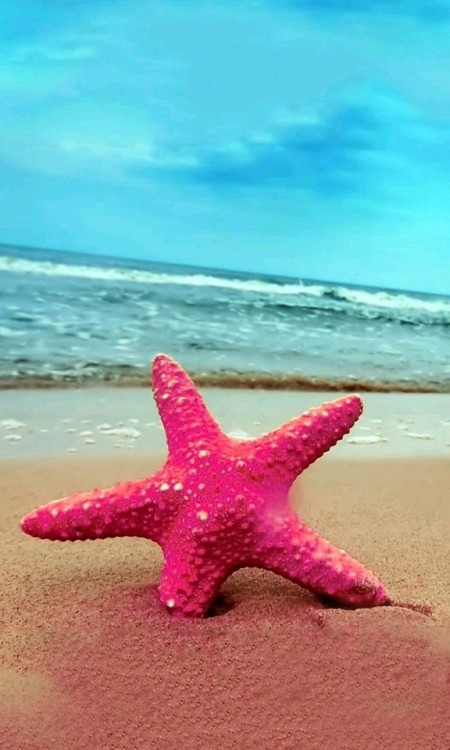 pink starfish | Tumblr