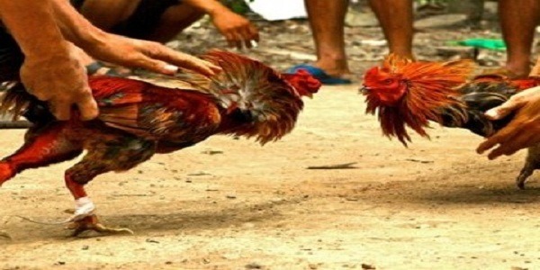 63 Gambar Ayam Ciung Wanara Kekinian 63 Gambar Ayam Ciung Wanara Kekinian