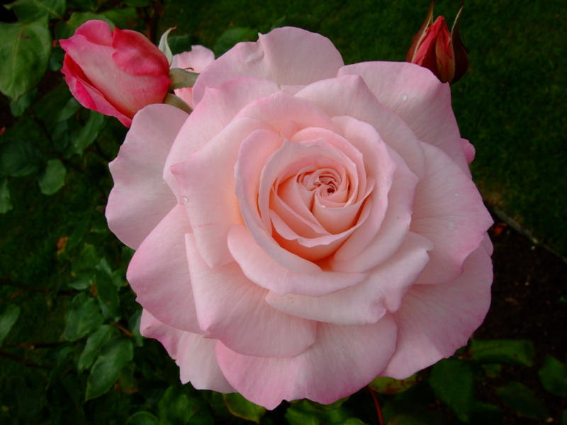 Роза перфект момент фото и описание